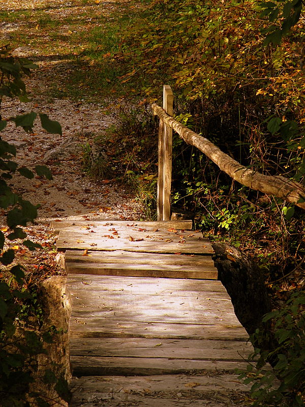 ponticello nel bosco