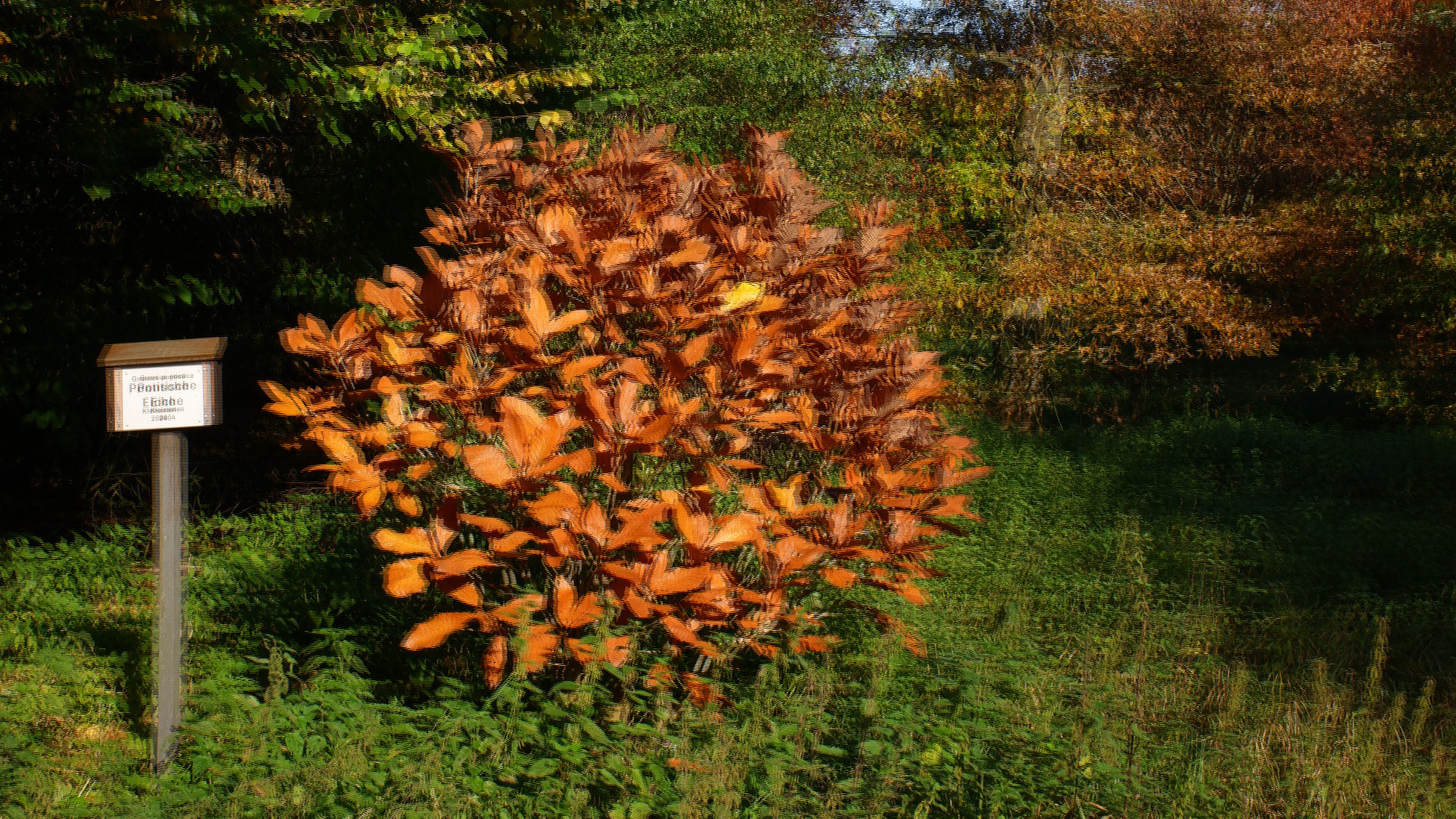 Pontische Eiche (3D für Polfilter Monitor)