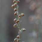 Pontischer Beifuß (Artemisia pontica)..