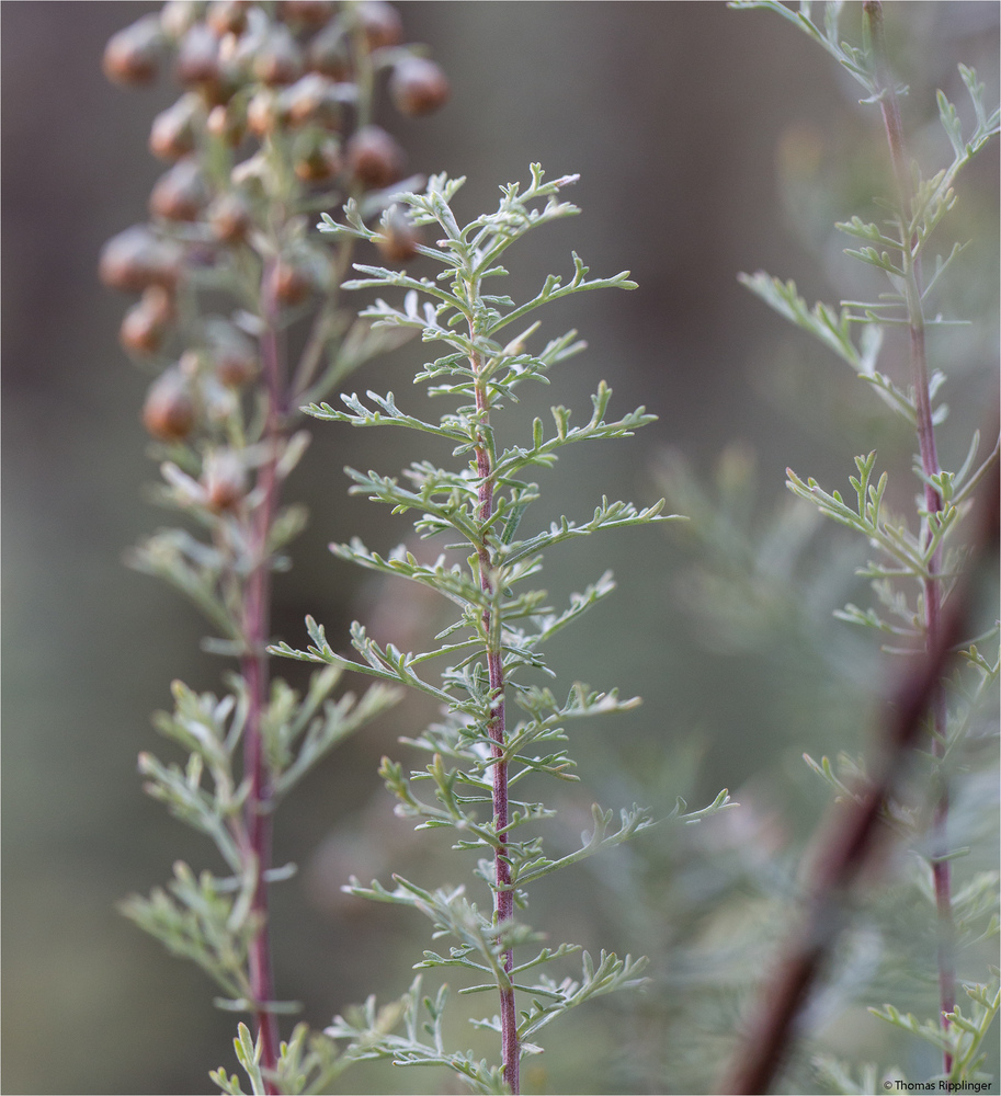 Pontischer Beifuß (Artemisia pontica).