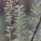 Pontischer Beifuß (Artemisia pontica).