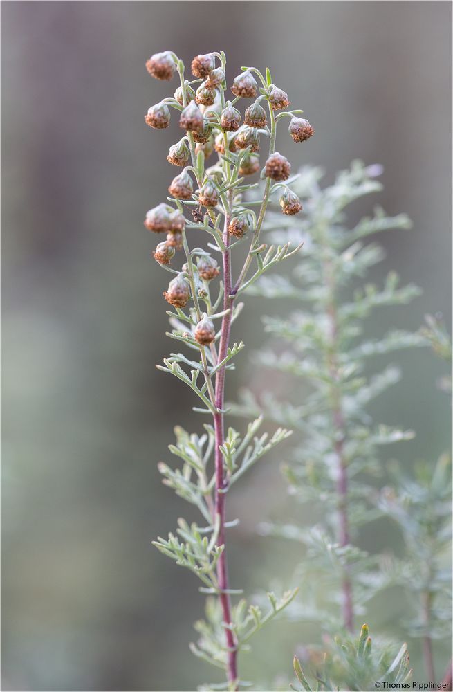 Pontischer Beifuß (Artemisia pontica) Foto & Bild pflanzen, pilze