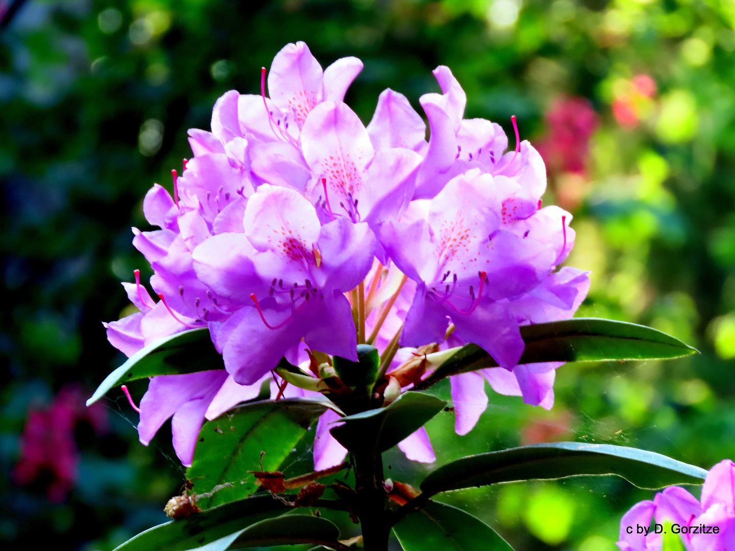 Pontischer Rhododendron !