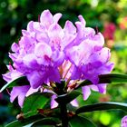 Pontischer Rhododendron !