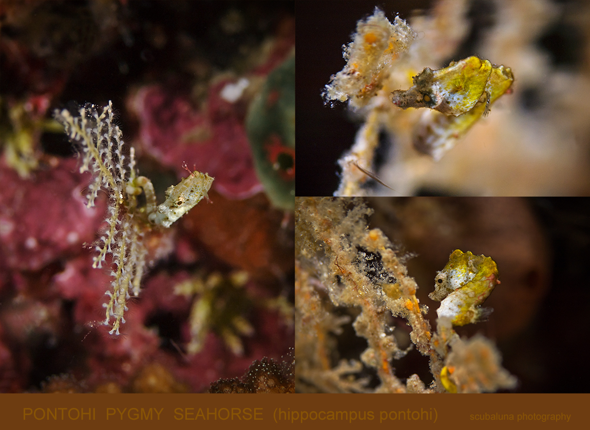 Pontohi Pygmy Seahorse (Hippocampus pontohi)