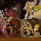 Pontohi Pygmy Seahorse (Hippocampus pontohi)