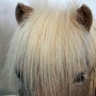 Pony 1