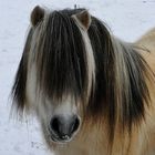 Pony