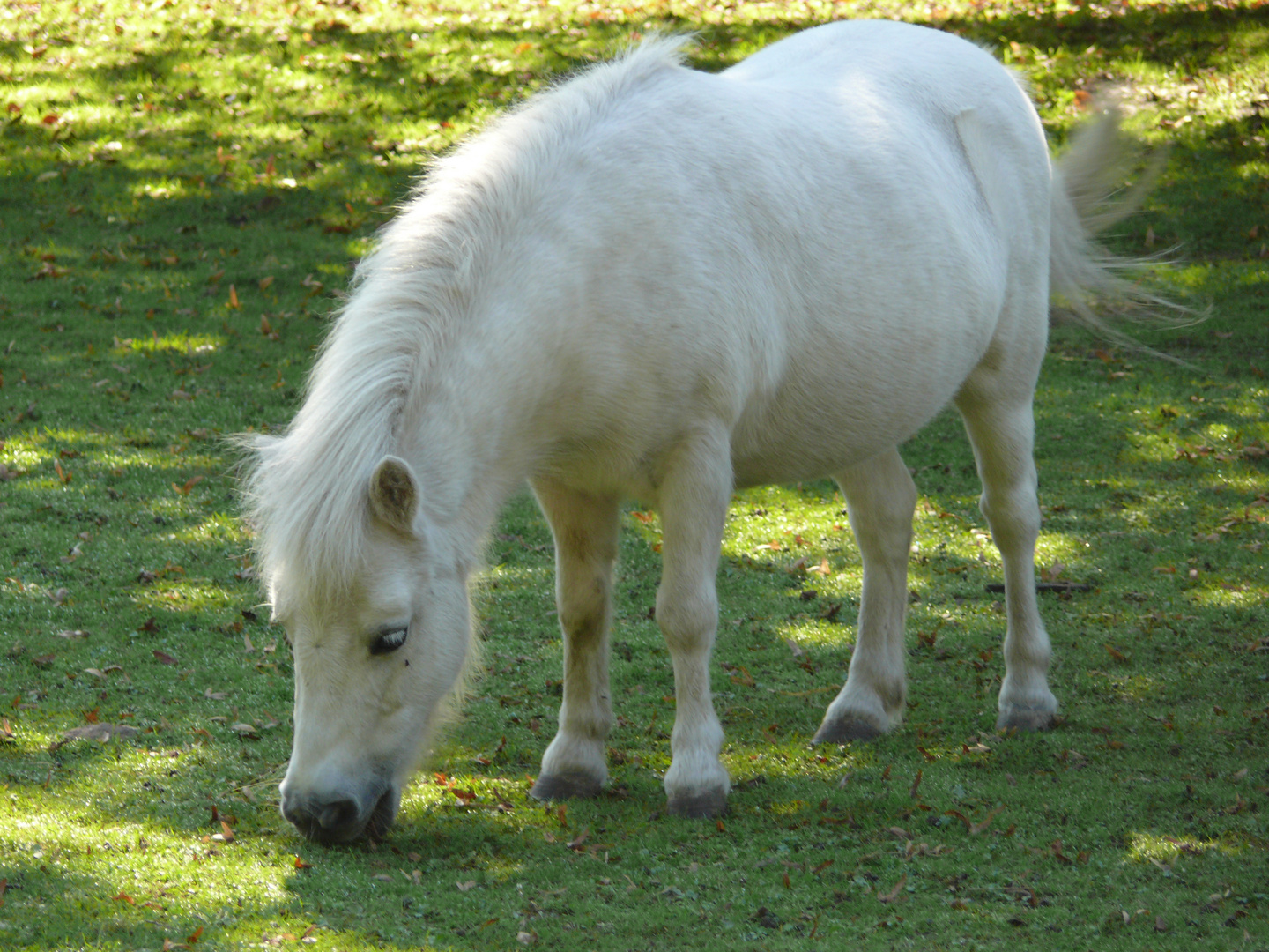 Pony Foto & Bild | tiere, haustiere, pferde, esel, maultiere Bilder auf