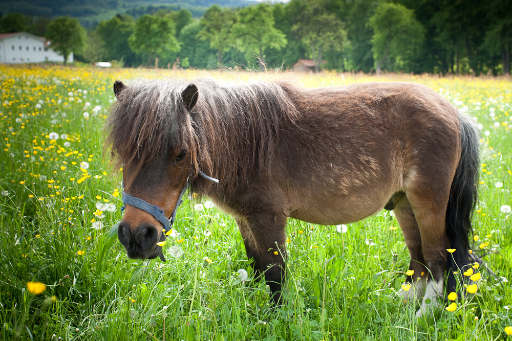 Pony