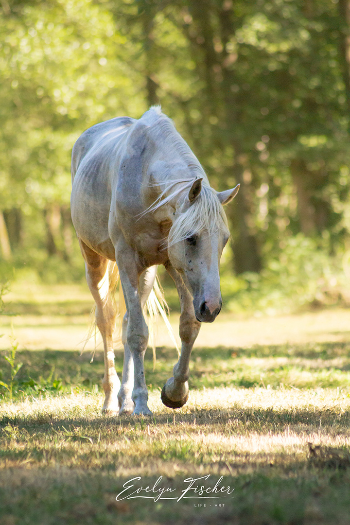 Pony