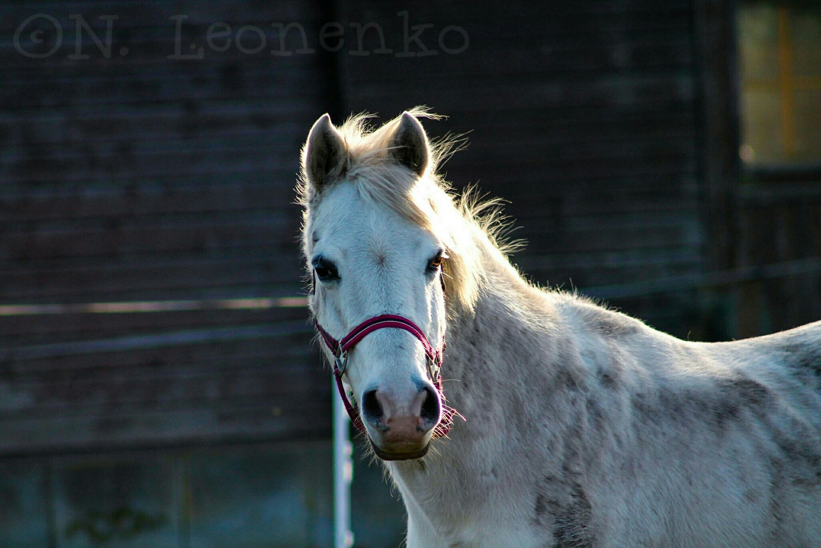 Pony Foto & Bild | tiere, tierfreundschaften, fotos Bilder auf
