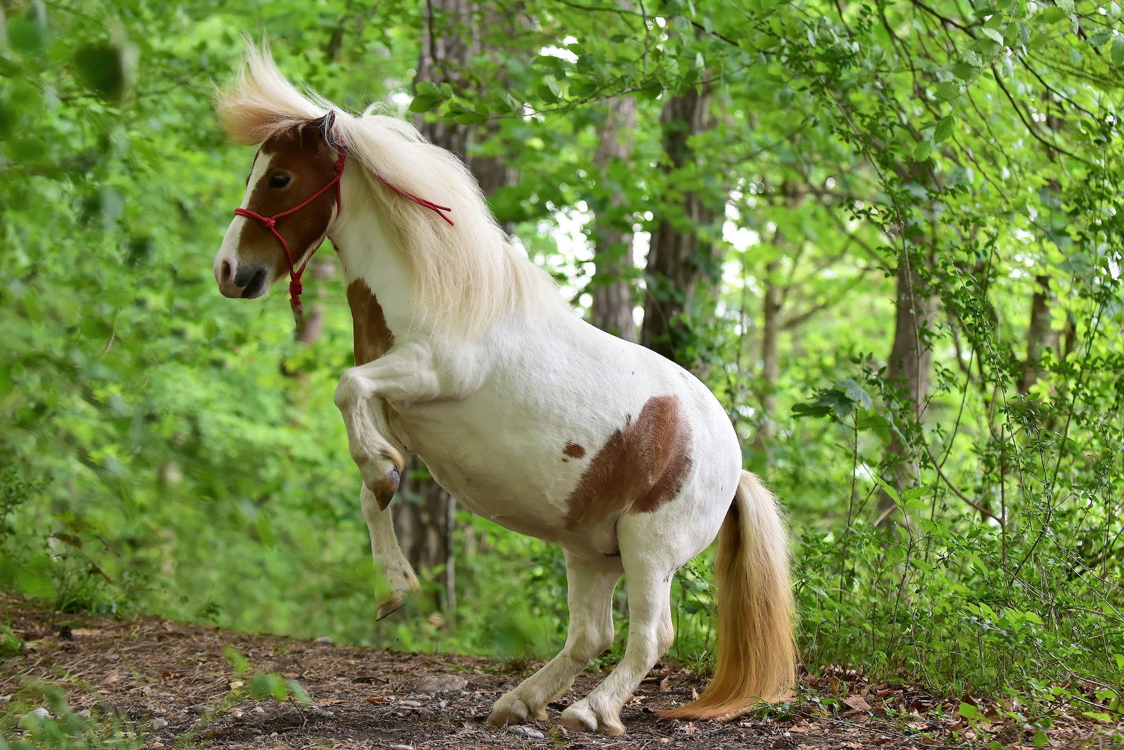 Pony