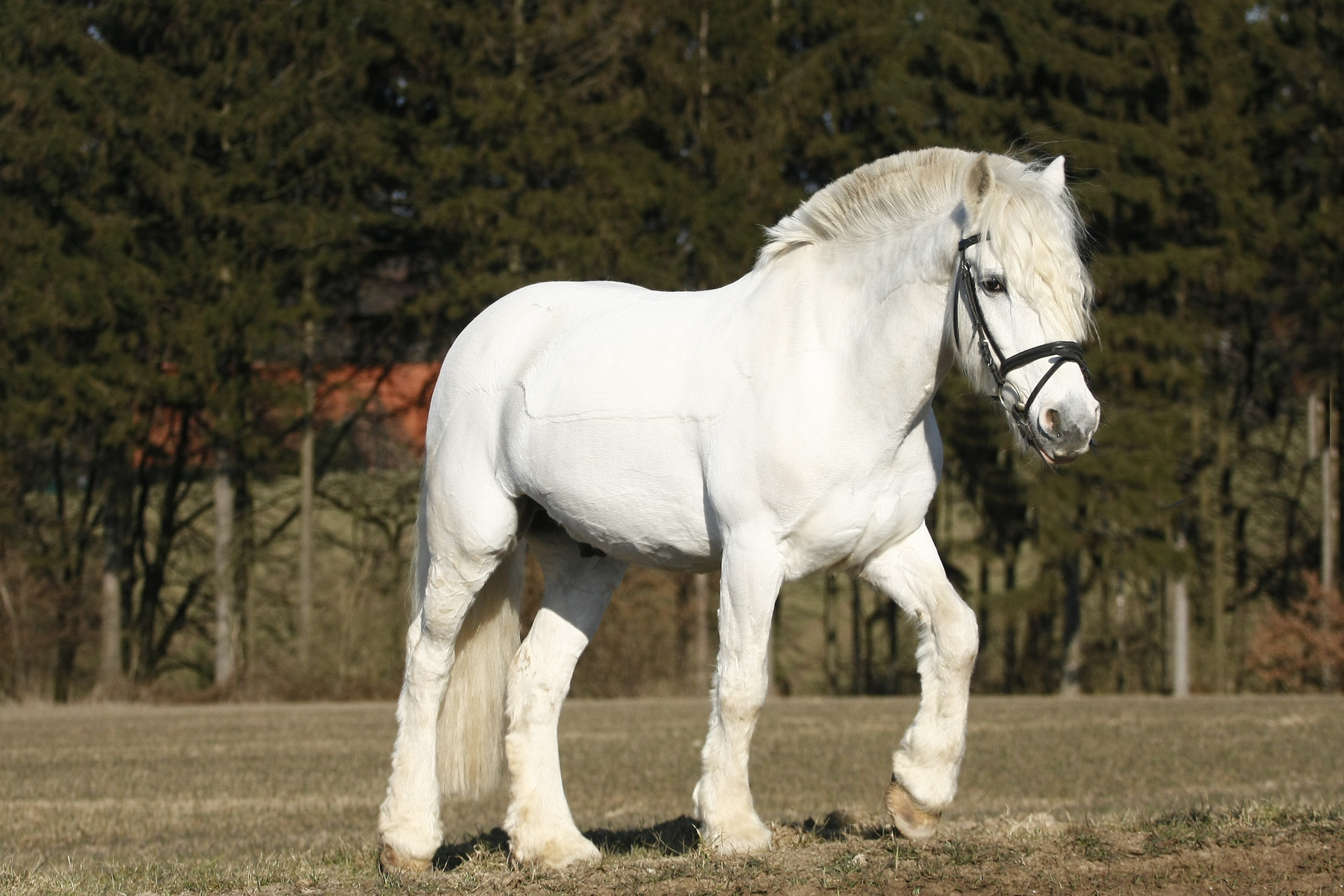 Pony Angel