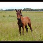 Pony auf der Weide