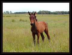 Pony auf der Weide