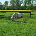 Pony auf der Weide