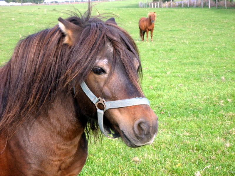 Pony auf Rügen