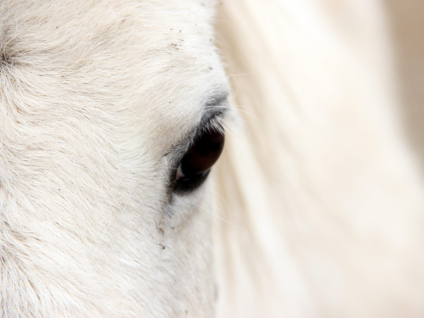 Pony-Auge