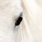 Pony-Auge