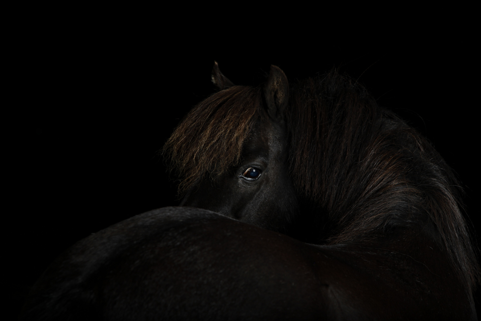 Pony aus Shetland