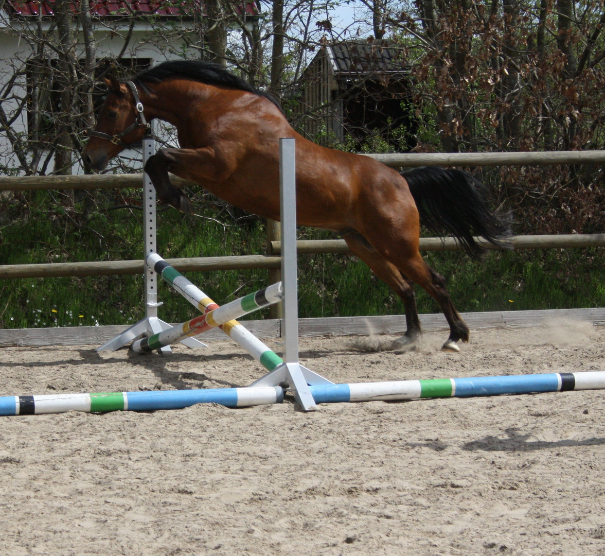 Pony beim Freispringen