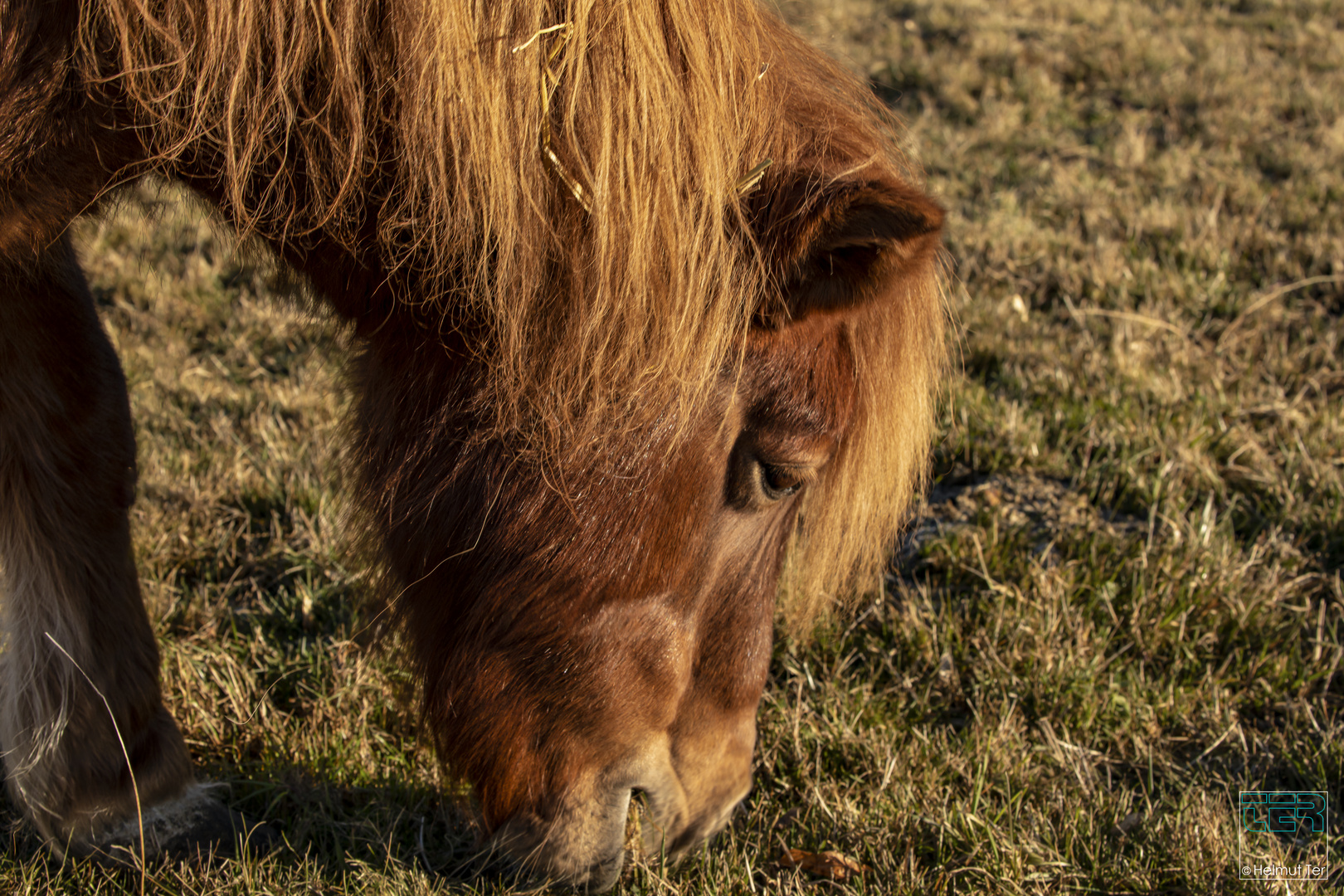 Pony beim Frühstück