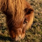 Pony beim Frühstück