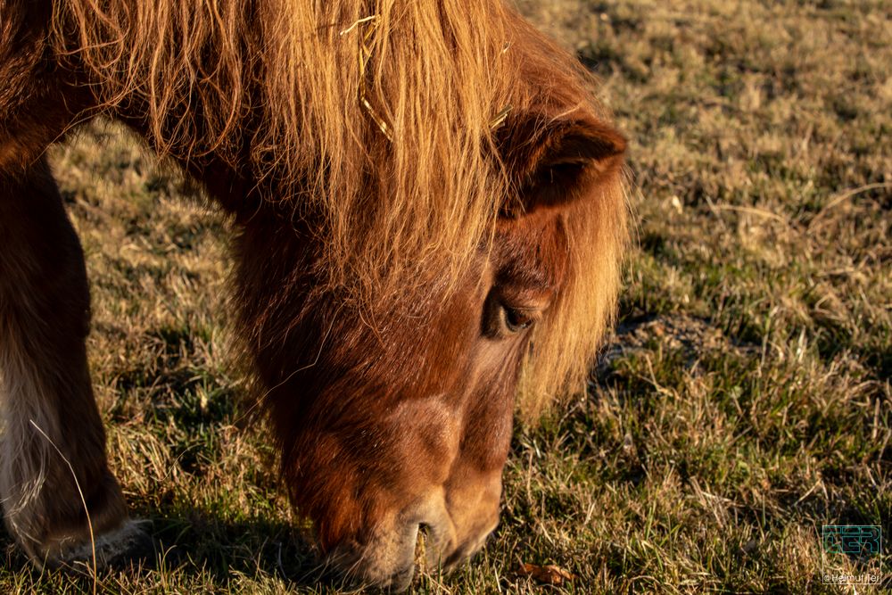 Pony beim Frühstück