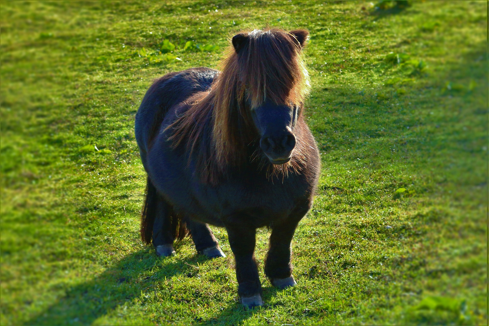 pony