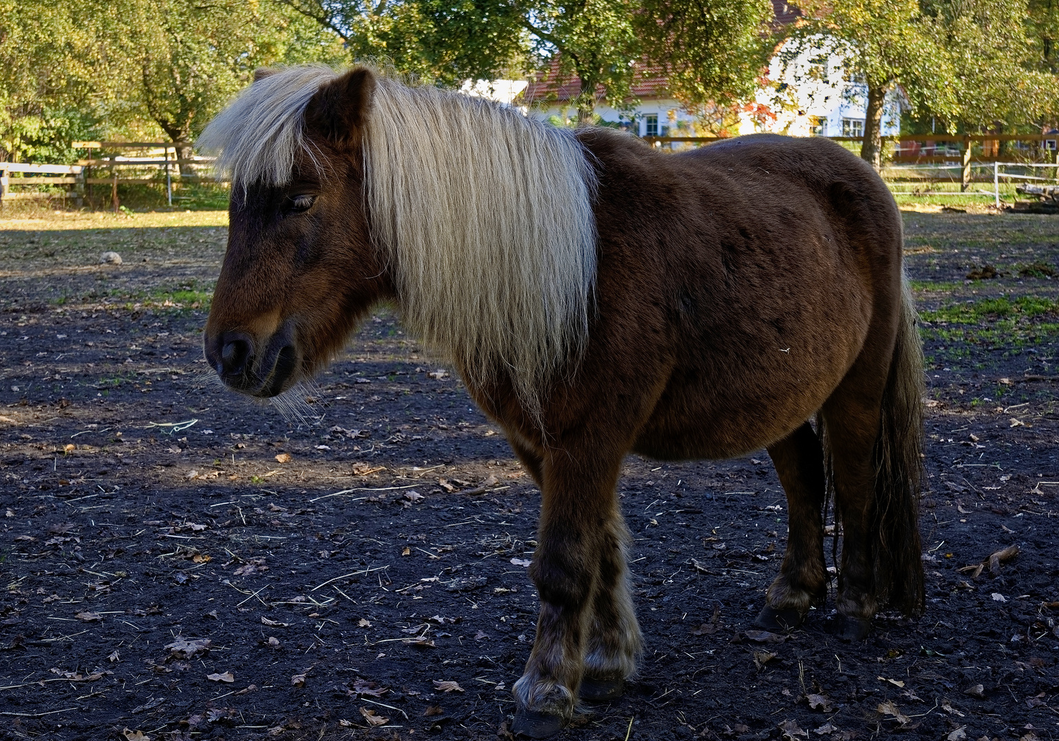 Pony Foto & Bild | tiere, haustiere, pferde, esel, maultiere Bilder auf