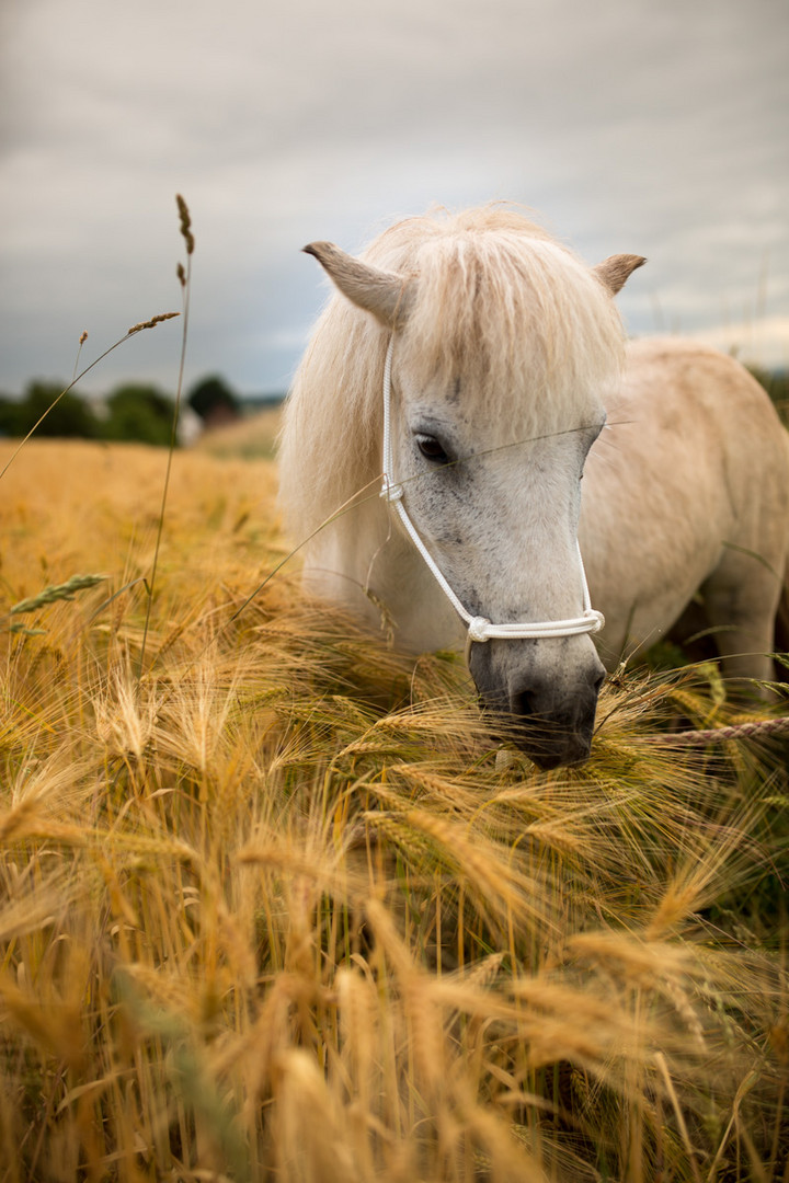 Pony