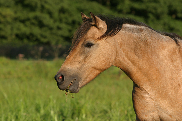 Pony