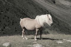 Pony eines Pony in Vent, Tirol - August 2009