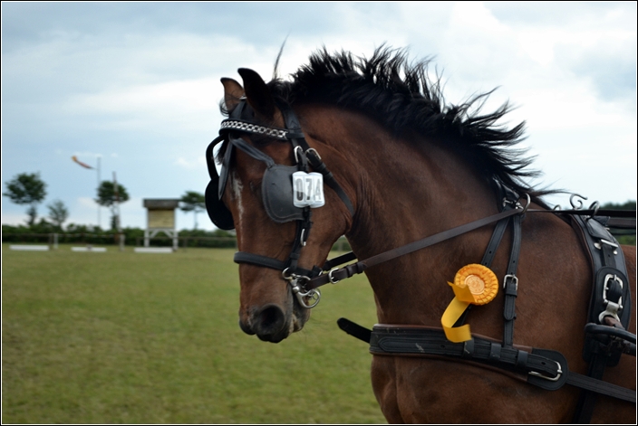 Pony- Einspänner bei Stade Barge