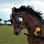 Pony- Einspänner bei Stade Barge