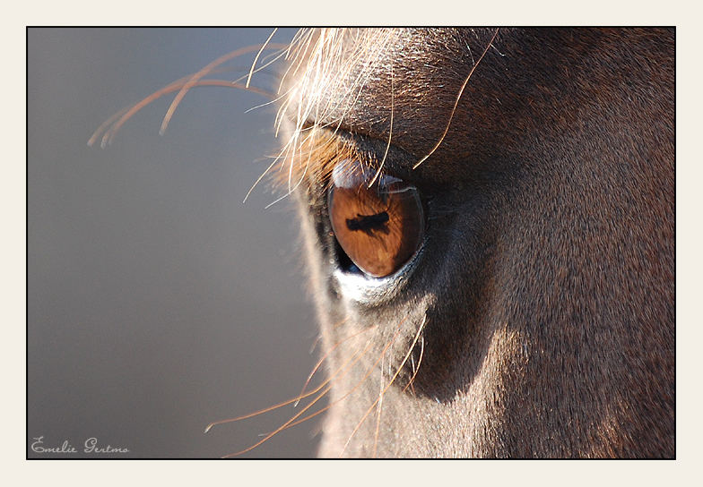 Pony eye