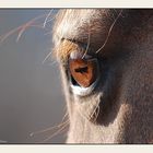 Pony eye