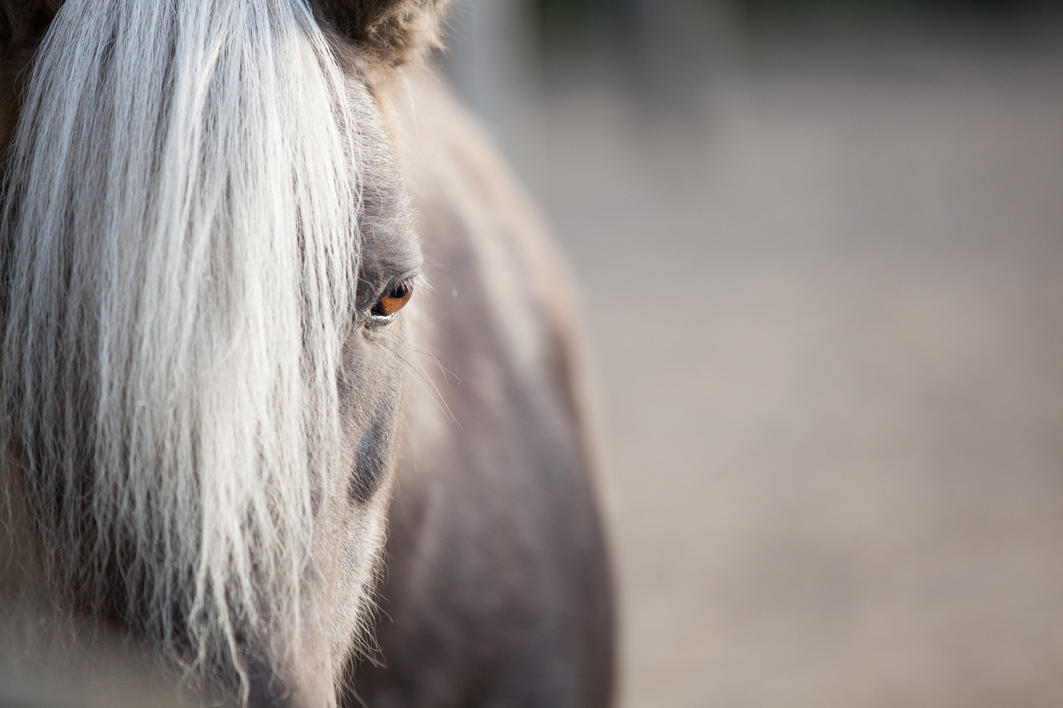 pony eye