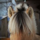 Pony