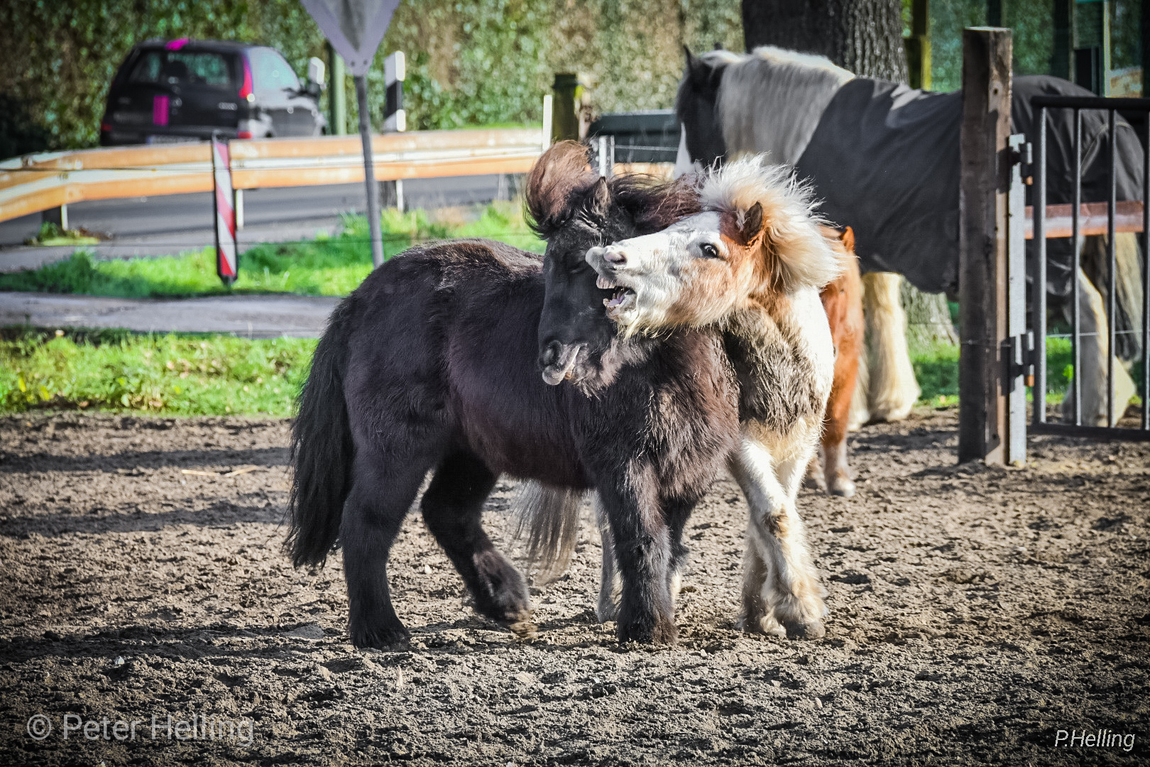 Pony fight
