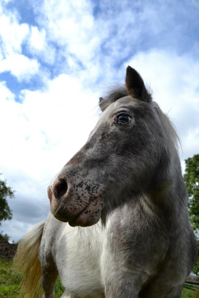 Pony Finnchen