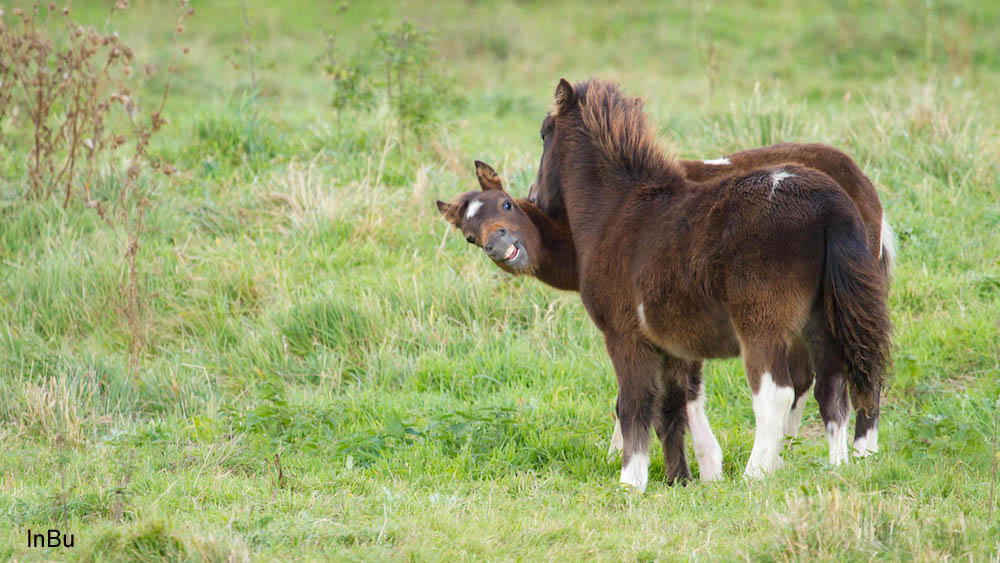 Pony Fohlen