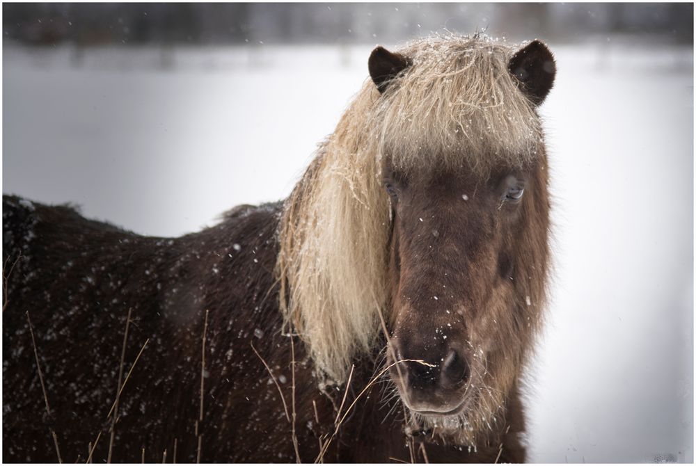 Pony frisch geschnitten?