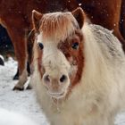 Pony Fritzi im Schnee