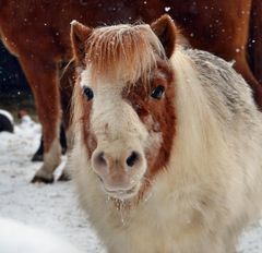 Pony Fritzi im Schnee