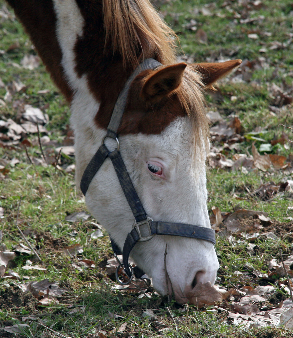 Pony genießt