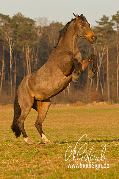 Pony hat das Steigen gelernt ...