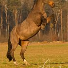 Pony hat das Steigen gelernt ...