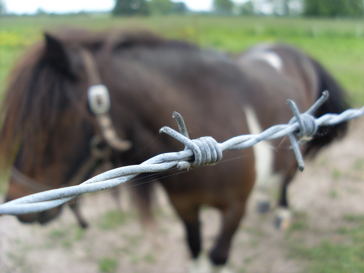 Pony hinter dem Stacheldrahtzaun